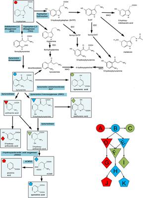 IDO and Kynurenine Metabolites in Peripheral and CNS Disorders